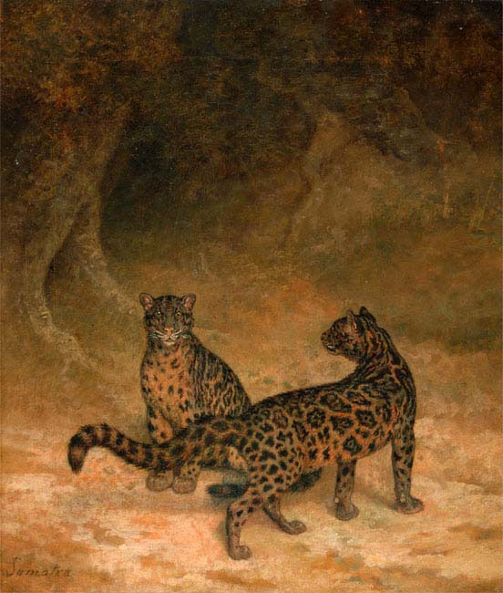 clouded leopards